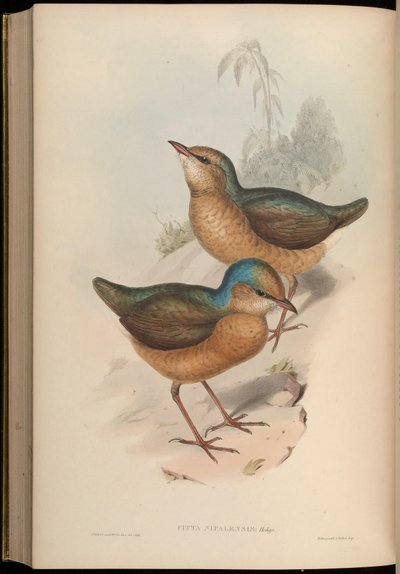 Pitta Nipalensis = Hydrornis Nipalensis by John Gould